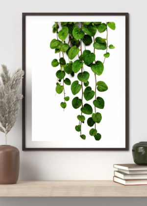 Photo of a trailing green vine plant with heart-shaped leaves cascading down, on a white background