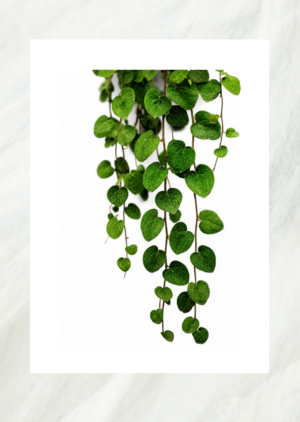 Photo print of a trailing green vine plant with heart-shaped leaves, unframed print