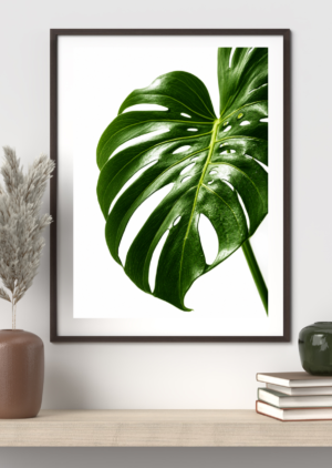 Close-up photo of a glossy green monstera leaf with natural splits and holes, on a white background