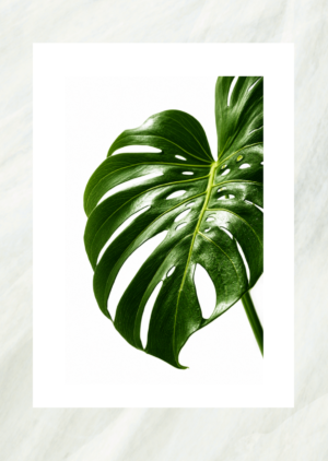 Photo print of a glossy green monstera leaf, unframed print