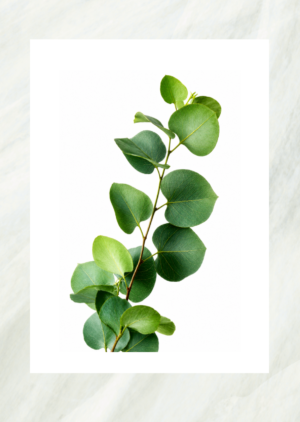 Photo print of a green eucalyptus branch with round leaves, unframed print